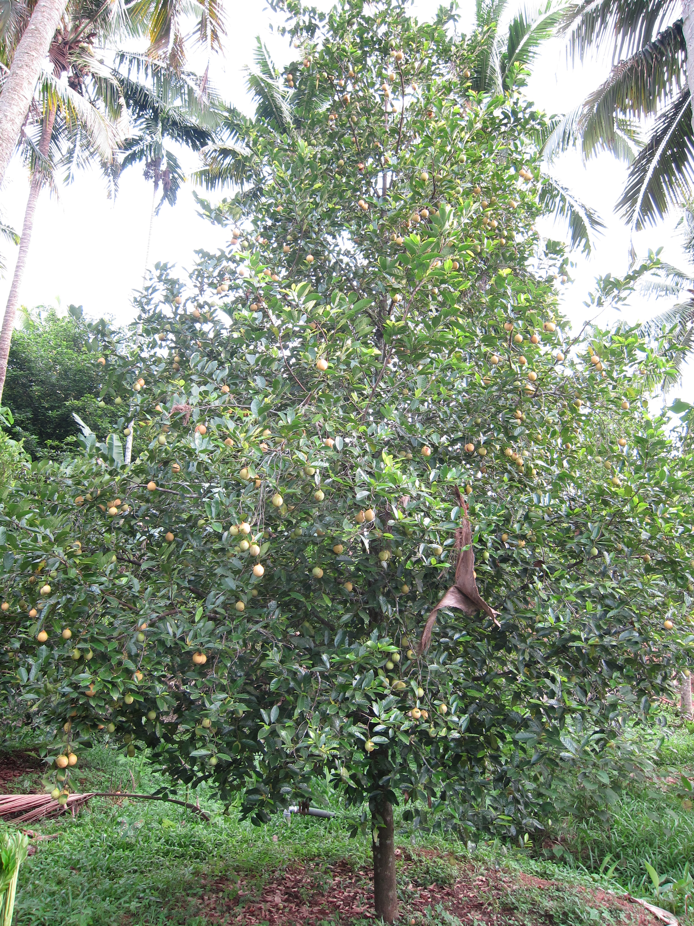 Myristica fragrans